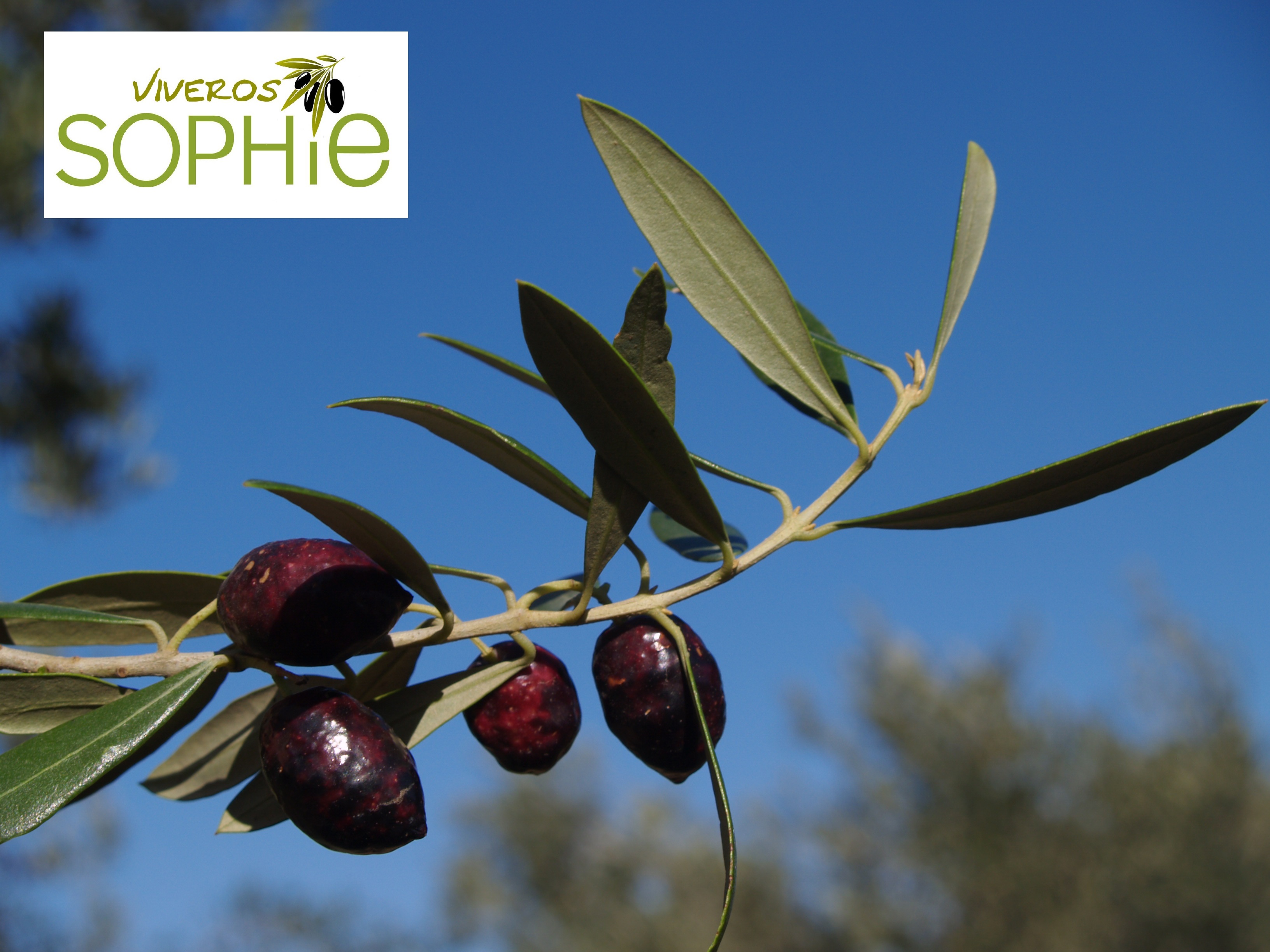 Variedad de olivo PECOSO